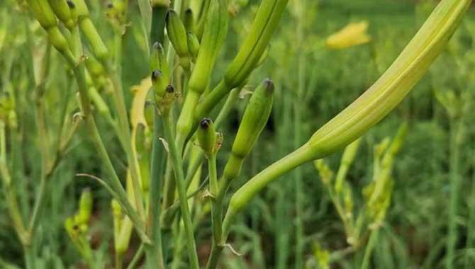 黄花菜种植技术及病害防治(黄花菜种植技术及病害防治方法)